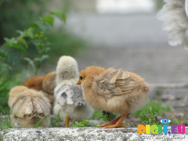 SX20249 Chicks at motorway services in Belgium